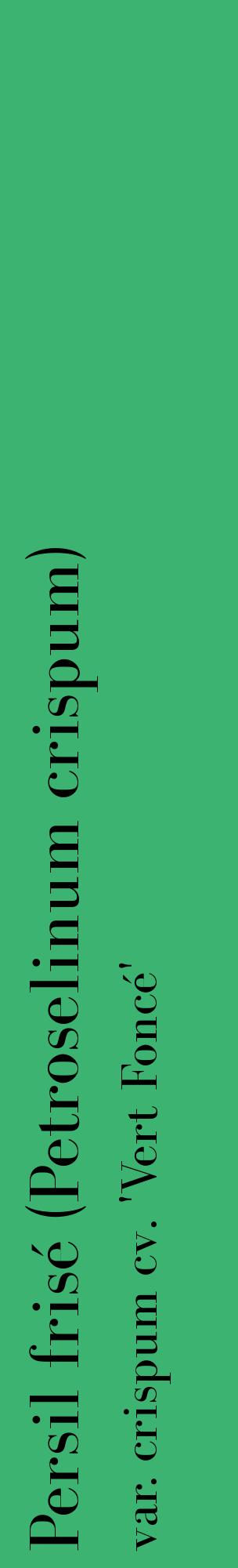 Étiquette de : Petroselinum crispum var. crispum cv. 'Vert Foncé' - format c - style noire12_basiquebod avec comestibilité