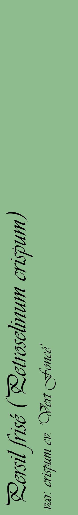 Étiquette de : Petroselinum crispum var. crispum cv. 'Vert Foncé' - format c - style noire13_basiqueviv avec comestibilité