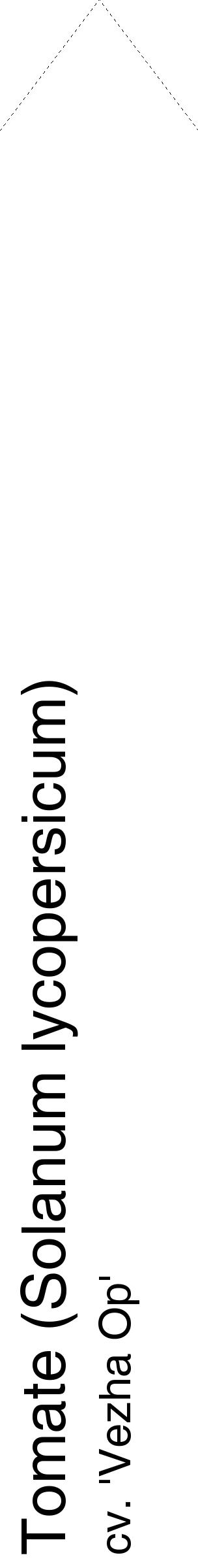 Étiquette de : Solanum lycopersicum cv. 'Vezha Op' - format c - style noire60_simplehel avec comestibilité