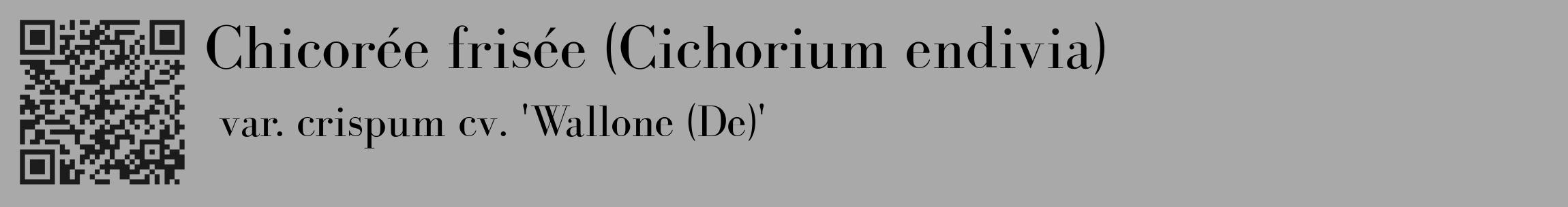 Étiquette de : Cichorium endivia var. crispum cv. 'Wallone (De)' - format c - style noire13_basique_basiquebod avec qrcode et comestibilité