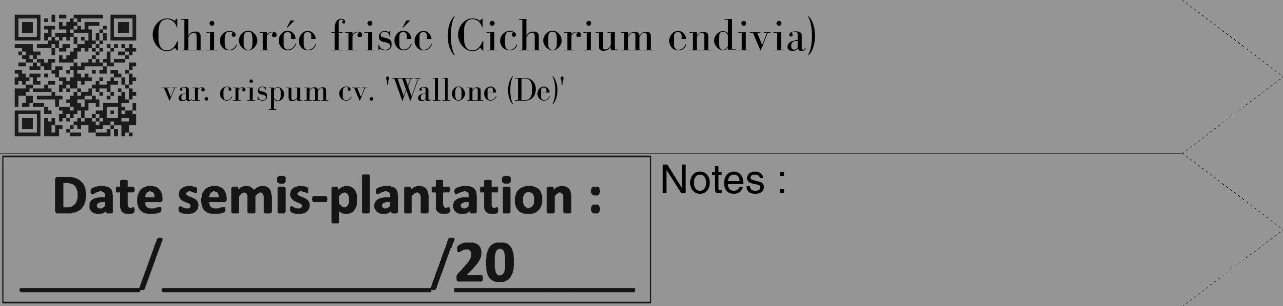 Étiquette de : Cichorium endivia var. crispum cv. 'Wallone (De)' - format c - style noire16_simple_simplebod avec qrcode et comestibilité