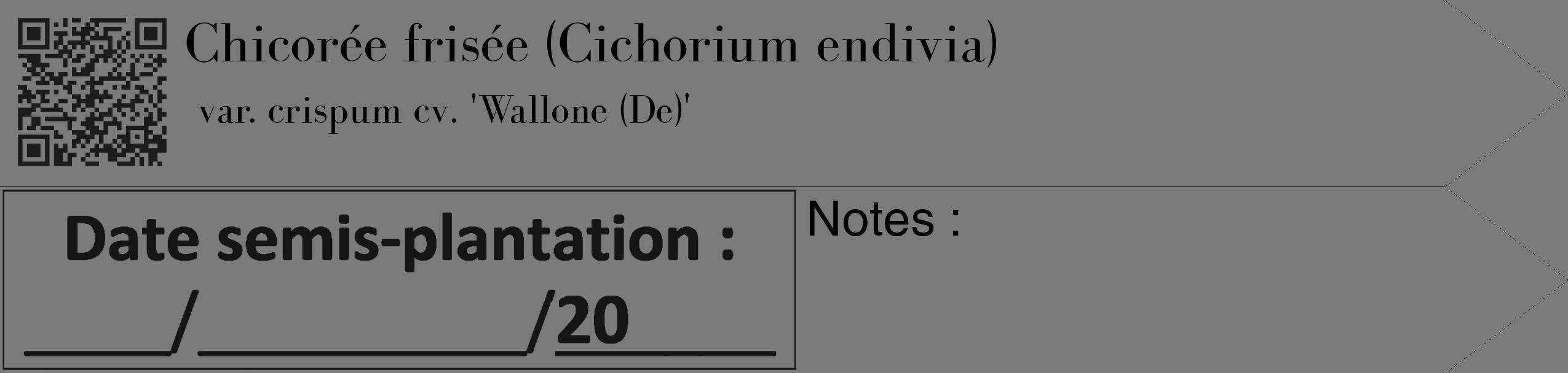 Étiquette de : Cichorium endivia var. crispum cv. 'Wallone (De)' - format c - style noire3_simple_simplebod avec qrcode et comestibilité