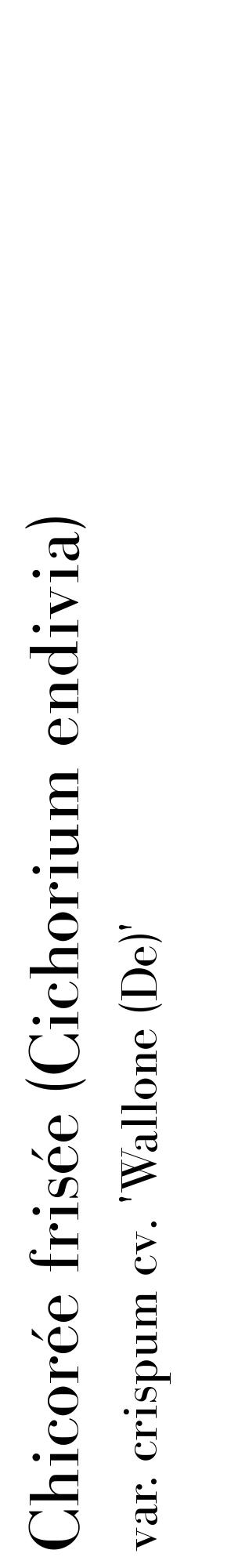 Étiquette de : Cichorium endivia var. crispum cv. 'Wallone (De)' - format c - style noire60_basiquebod avec comestibilité