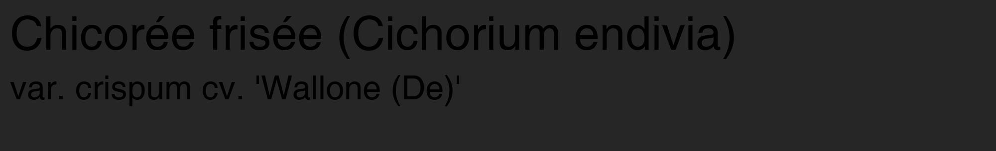 Étiquette de : Cichorium endivia var. crispum cv. 'Wallone (De)' - format c - style noire29_basique_basiquehel avec comestibilité