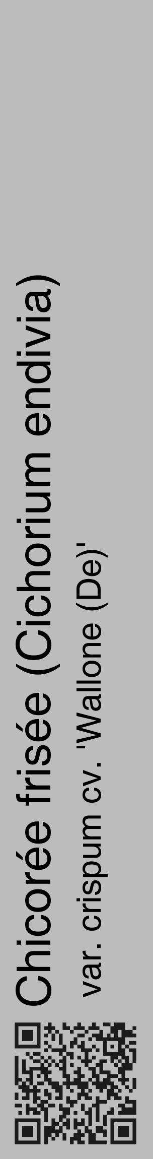 Étiquette de : Cichorium endivia var. crispum cv. 'Wallone (De)' - format c - style noire1_basique_basiquehel avec qrcode et comestibilité - position verticale