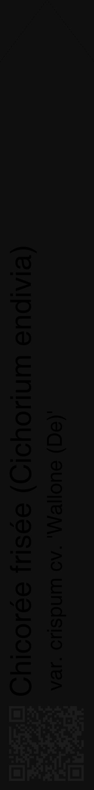 Étiquette de : Cichorium endivia var. crispum cv. 'Wallone (De)' - format c - style noire7_simple_simplehel avec qrcode et comestibilité - position verticale