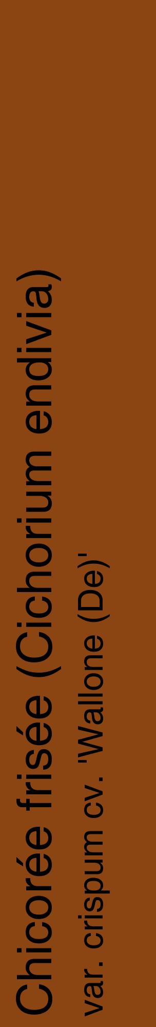 Étiquette de : Cichorium endivia var. crispum cv. 'Wallone (De)' - format c - style noire30_basiquehel avec comestibilité