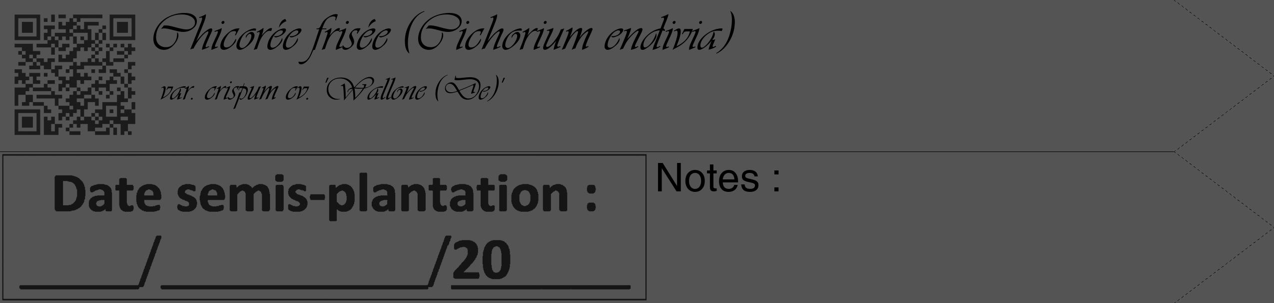 Étiquette de : Cichorium endivia var. crispum cv. 'Wallone (De)' - format c - style noire36_simple_simpleviv avec qrcode et comestibilité