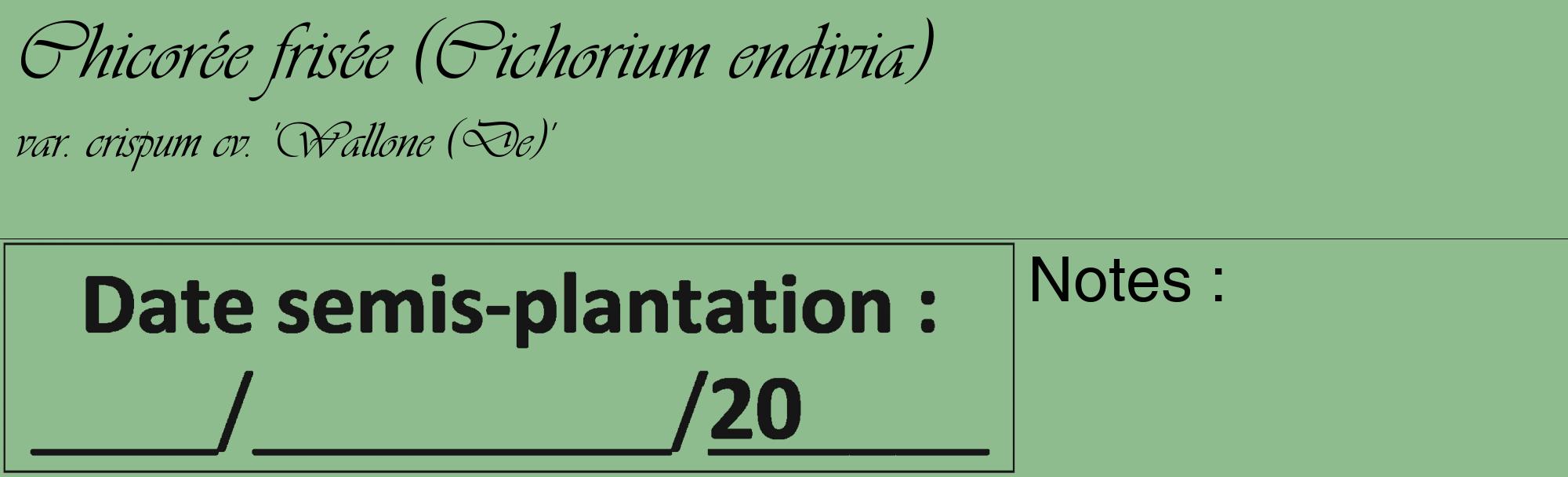 Étiquette de : Cichorium endivia var. crispum cv. 'Wallone (De)' - format c - style noire13_basique_basiqueviv avec comestibilité