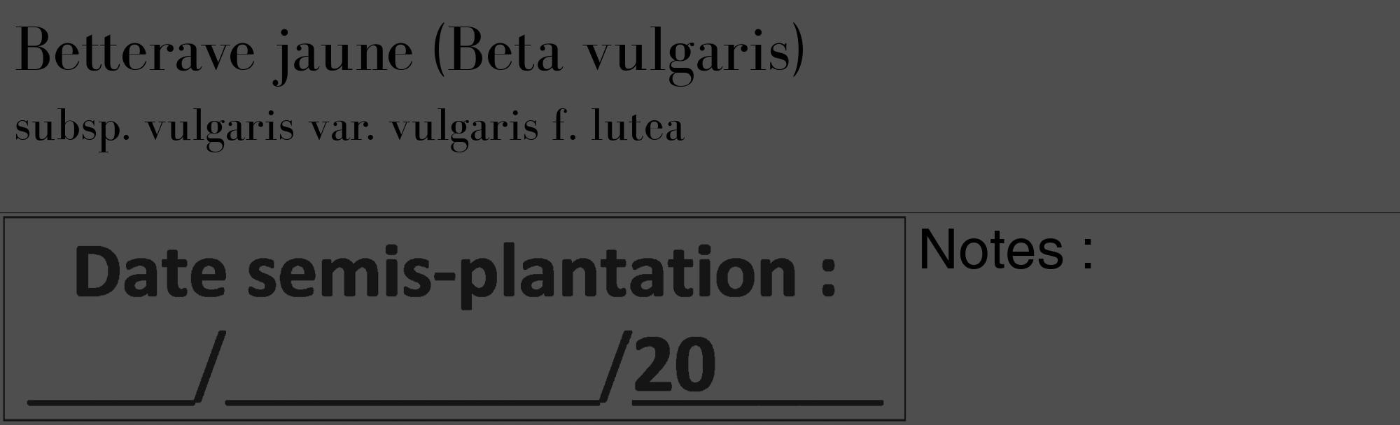 Étiquette de : Beta vulgaris subsp. vulgaris var. vulgaris f. lutea - format c - style noire33_basique_basiquebod avec comestibilité