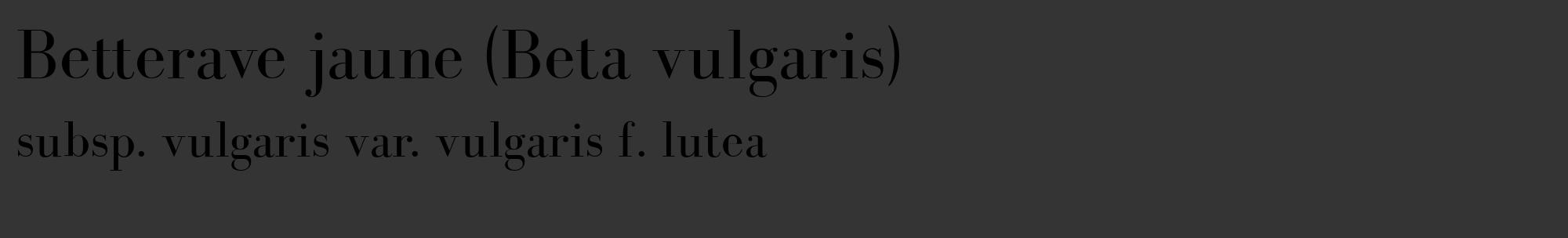 Étiquette de : Beta vulgaris subsp. vulgaris var. vulgaris f. lutea - format c - style noire46_basique_basiquebod avec comestibilité