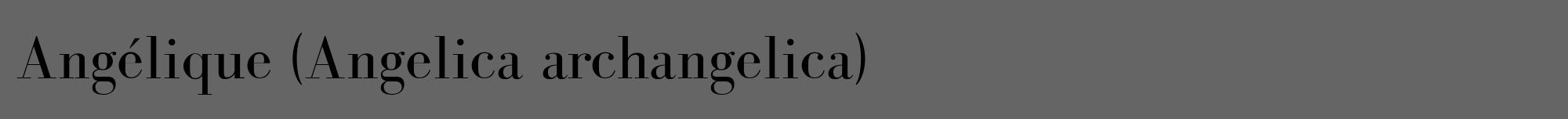 Étiquette de : Angelica archangelica - format a - style noire32bod avec comestibilité