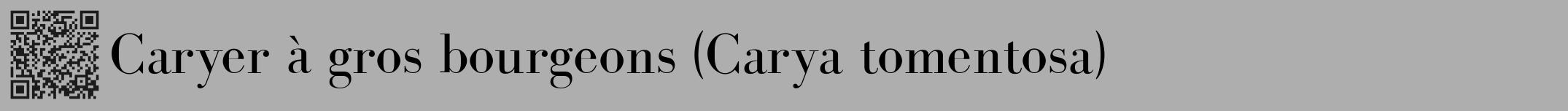 Étiquette de : Carya tomentosa - format a - style noire53bod avec qrcode et comestibilité