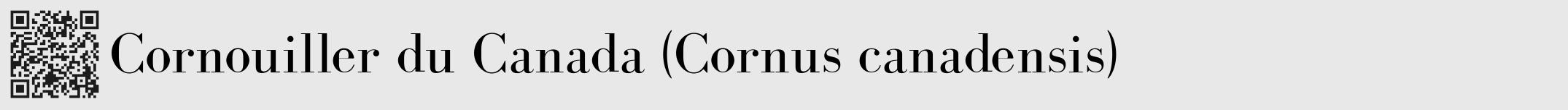 Étiquette de : Cornus canadensis - format a - style noire55bod avec qrcode et comestibilité