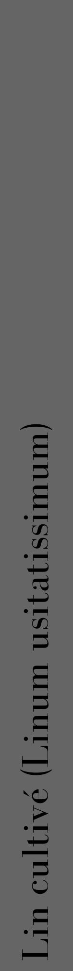 Étiquette de : Linum usitatissimum - format a - style noire32bod avec comestibilité - position verticale
