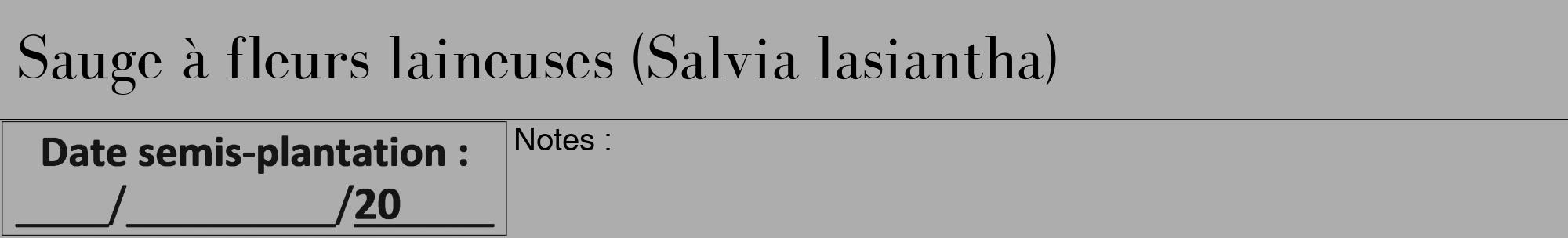 Étiquette de : Salvia lasiantha - format a - style noire22bod avec comestibilité