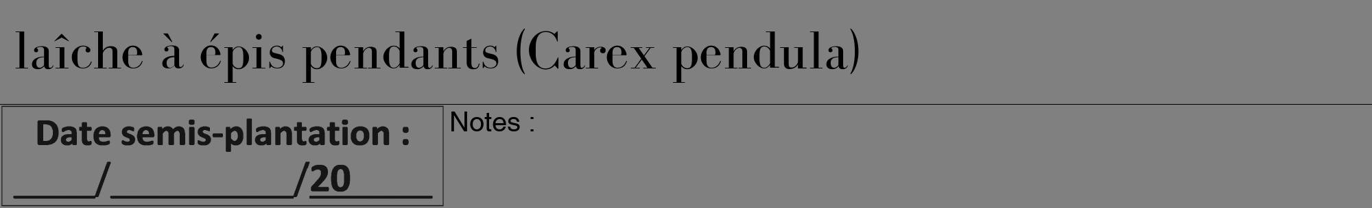Étiquette de : Carex pendula - format a - style noire57bod avec comestibilité
