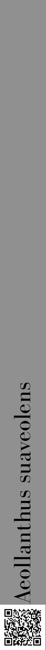Étiquette de : Aeollanthus suaveolens - format a - style noire4bod avec qrcode et comestibilité - position verticale