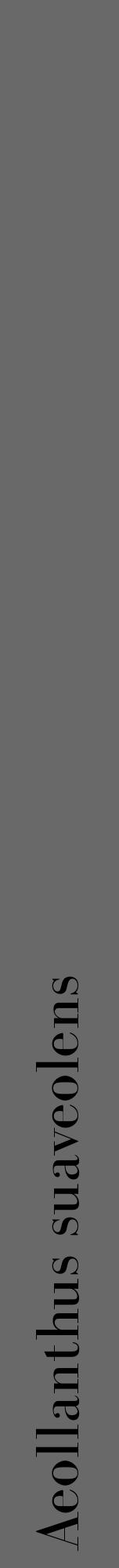 Étiquette de : Aeollanthus suaveolens - format a - style noire11bod avec comestibilité - position verticale
