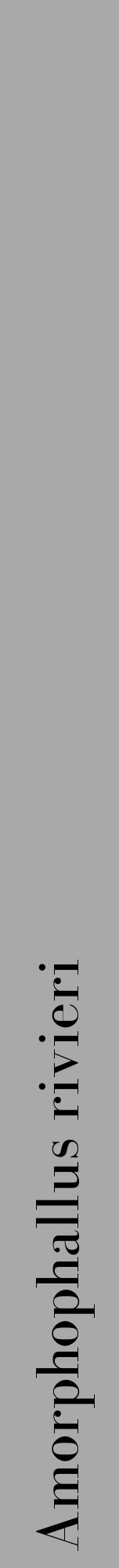 Étiquette de : Amorphophallus rivieri - format a - style noire13bod avec comestibilité - position verticale