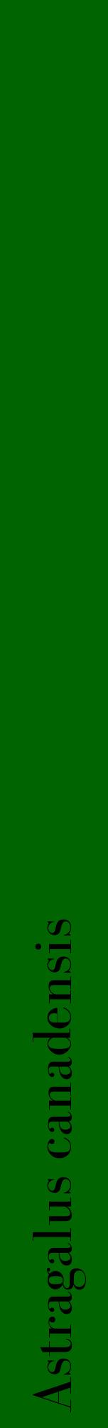 Étiquette de : Astragalus canadensis - format a - style noire8bod avec comestibilité
