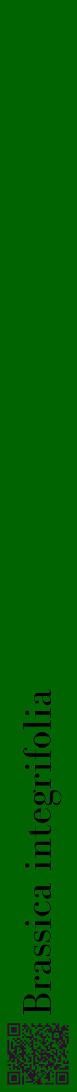 Étiquette de : Brassica integrifolia - format a - style noire8bod avec qrcode et comestibilité