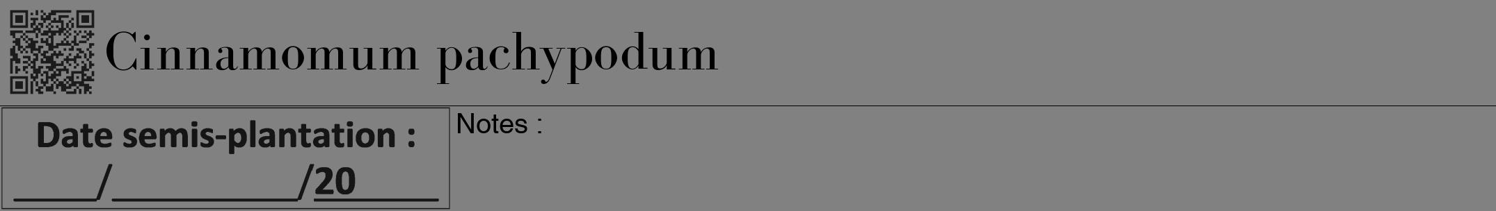 Étiquette de : Cinnamomum pachypodum - format a - style noire50bod avec qrcode et comestibilité