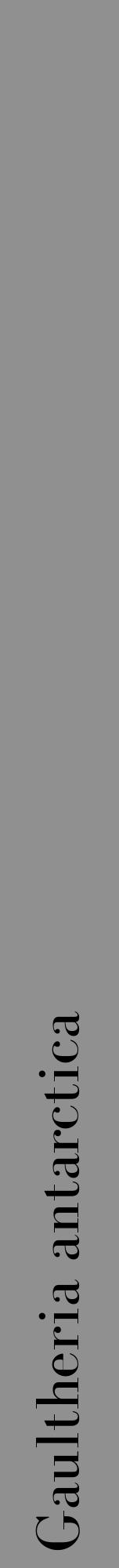 Étiquette de : Gaultheria antarctica - format a - style noire4bod avec comestibilité - position verticale