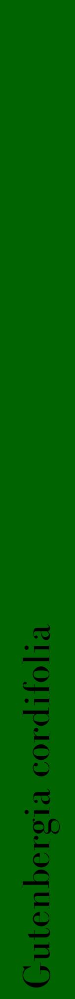 Étiquette de : Gutenbergia cordifolia - format a - style noire8bod avec comestibilité