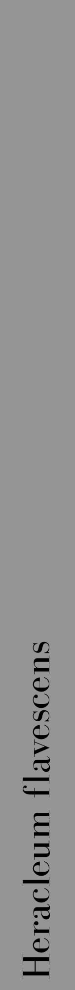 Étiquette de : Heracleum flavescens - format a - style noire16bod avec comestibilité - position verticale