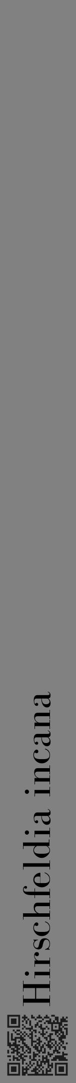Étiquette de : Hirschfeldia incana - format a - style noire50bod avec qrcode et comestibilité - position verticale