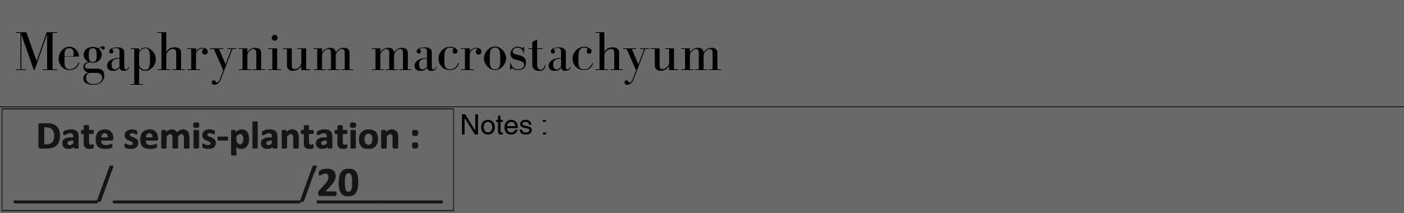 Étiquette de : Megaphrynium macrostachyum - format a - style noire51bod avec comestibilité