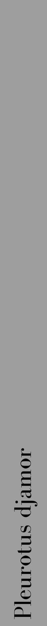 Étiquette de : Pleurotus djamor - format a - style noire42bod avec comestibilité - position verticale