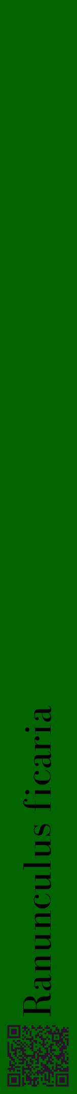 Étiquette de : Ranunculus ficaria - format a - style noire8bod avec qrcode et comestibilité