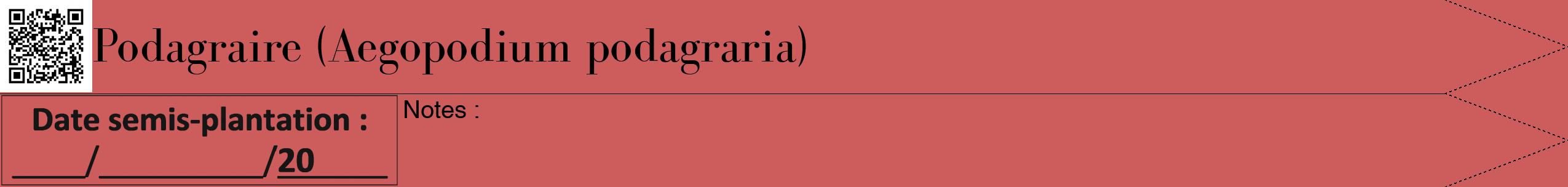 Étiquette de : Aegopodium podagraria - format b - style noire35bod avec qrcode et comestibilité
