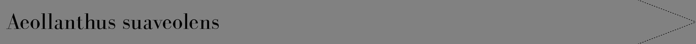 Étiquette de : Aeollanthus suaveolens - format b - style noire50bod avec comestibilité