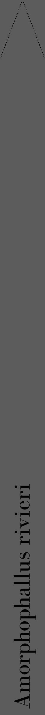 Étiquette de : Amorphophallus rivieri - format b - style noire49bod avec comestibilité - position verticale