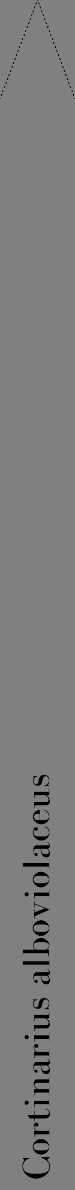 Étiquette de : Cortinarius alboviolaceus - format b - style noire57bod avec comestibilité