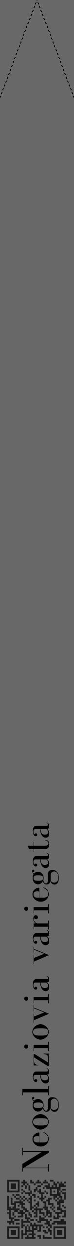 Étiquette de : Neoglaziovia variegata - format b - style noire6bod avec qrcode et comestibilité - position verticale