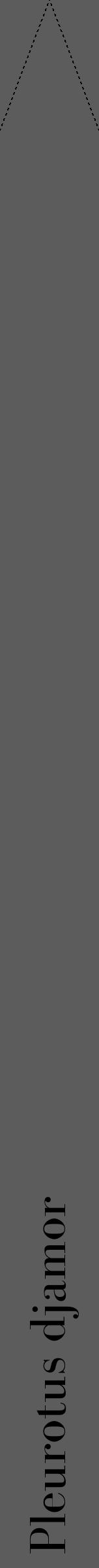 Étiquette de : Pleurotus djamor - format b - style noire49bod avec comestibilité - position verticale