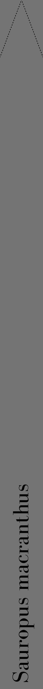 Étiquette de : Sauropus macranthus - format b - style noire26bod avec comestibilité - position verticale