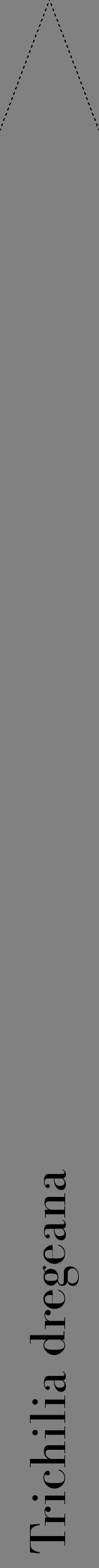 Étiquette de : Trichilia dregeana - format b - style noire50bod avec comestibilité - position verticale