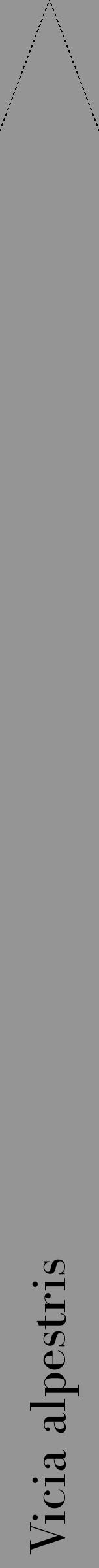 Étiquette de : Vicia alpestris - format b - style noire16bod avec comestibilité - position verticale