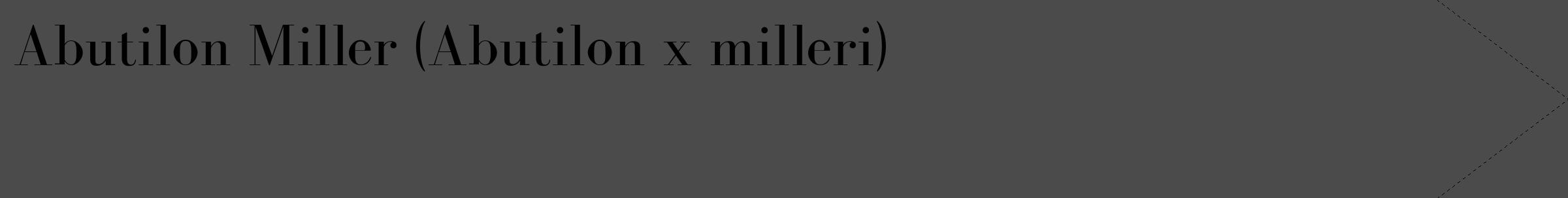 Étiquette de : Abutilon x milleri - format c - style noire9_simple_simplebod avec comestibilité