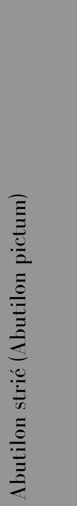 Étiquette de : Abutilon pictum - format c - style noire16_basique_basiquebod avec comestibilité - position verticale