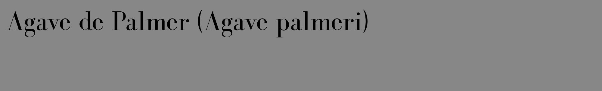 Étiquette de : Agave palmeri - format c - style noire12_basique_basiquebod avec comestibilité