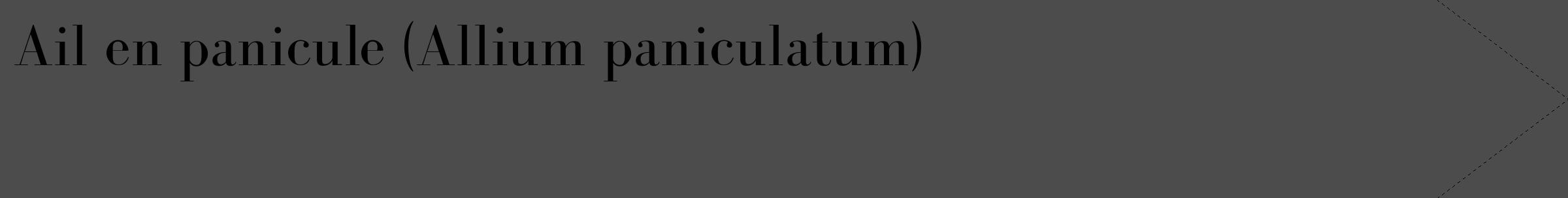 Étiquette de : Allium paniculatum - format c - style noire27_simple_simplebod avec comestibilité