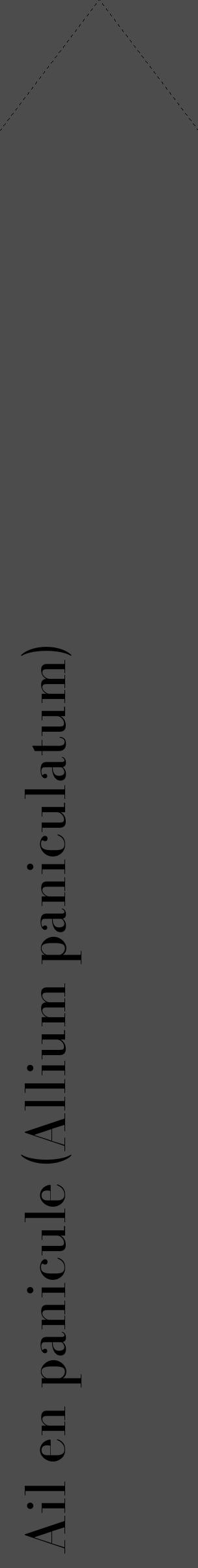 Étiquette de : Allium paniculatum - format c - style noire27_simple_simplebod avec comestibilité - position verticale