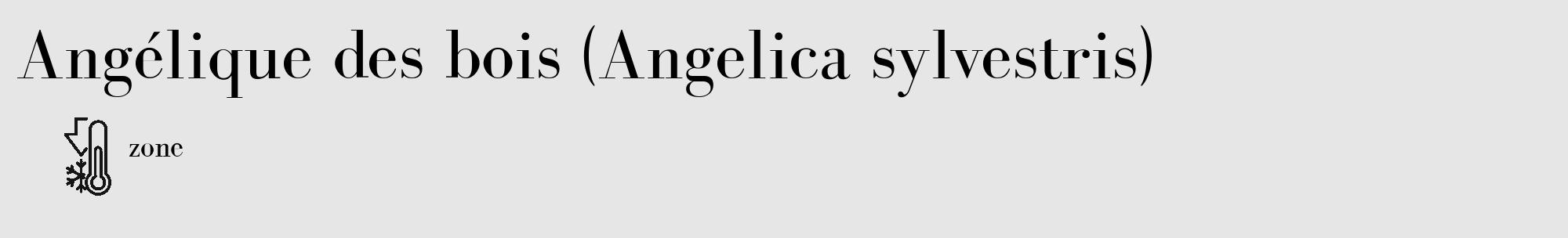 Étiquette de : Angelica sylvestris - format c - style noire18_basique_basiquebod avec comestibilité