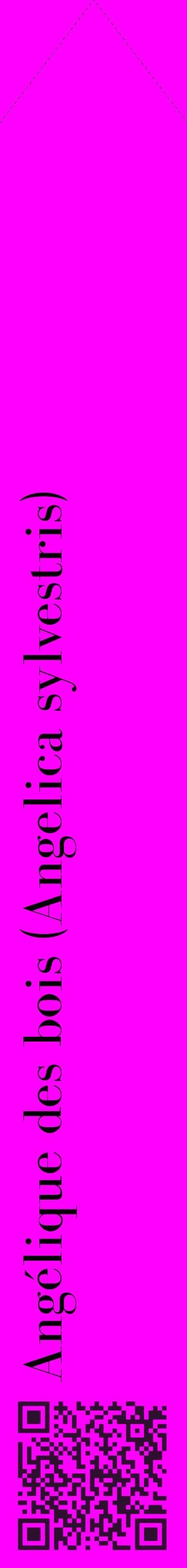 Étiquette de : Angelica sylvestris - format c - style noire51_simplebod avec qrcode et comestibilité